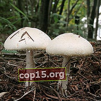 Champignons - ciuperci comestibile: fotografii, descrierea speciilor