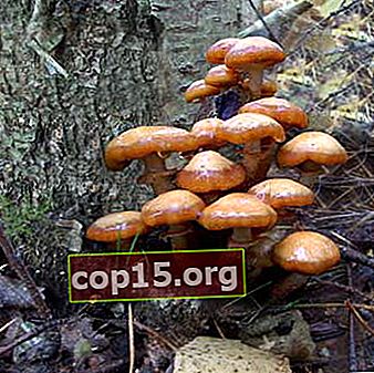 Funghi tardivi: che aspetto hanno e quando raccoglierli