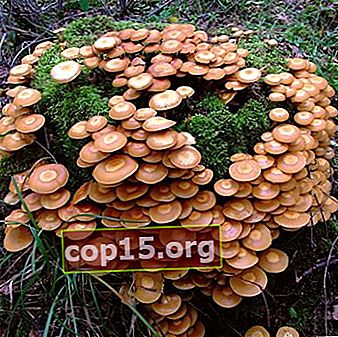 Funghi al miele a Tyumen: i posti più ricchi di funghi