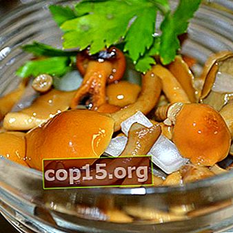 Raccolta di funghi di bosco per l'inverno: ricette di cucina