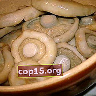 Hur man syr mjölksvampar: ett recept med ett foto av inlagda svampar och video