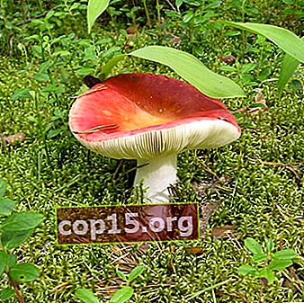 Russula: types de champignons et photos
