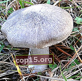 Wanneer ryadovki-paddenstoelen plukken in het bos?