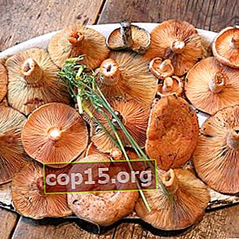 Koken van saffraanmelkcapsules voor de winter zonder te koken