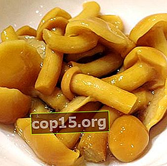 Ingemaakte champignons: recepten voor voorbereidingen voor de winter