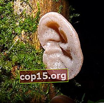 Auricularia auriculaire (Auricularia auricula-judae)