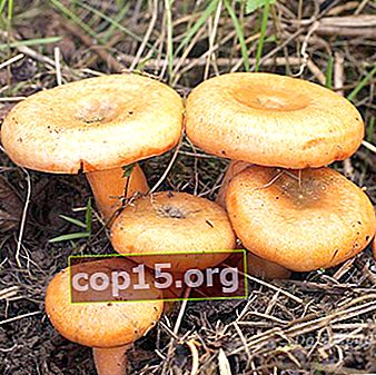 Quali sono i vantaggi dei funghi crudi, salati e in salamoia?