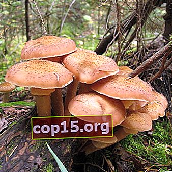 Funghi chiodini negli Urali: dove crescono e quando raccoglierli