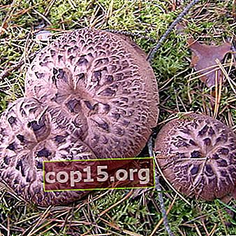 Hérisson aux champignons: photo et description