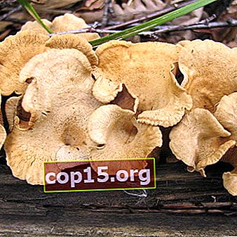 Ciuperci otrăvitoare - duble de ciuperci de stridii