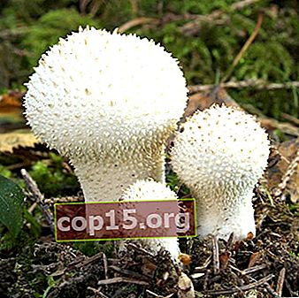 Impermeabile: descrizione del fungo e coltivazione