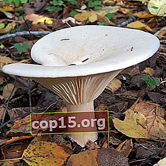 Praters: foto's en beschrijvingen van eetbare paddenstoelen