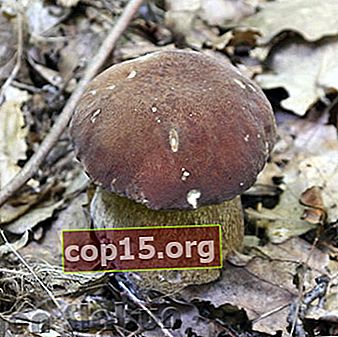 Luoghi di coltivazione preferiti dei funghi porcini