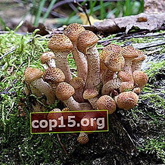 Quando vengono raccolti i funghi autunnali e descrizione dei funghi