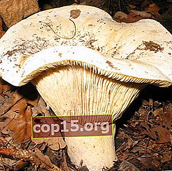 Podgruzdok droog (podgruzdok wit) - eetbare paddenstoel in de bossen