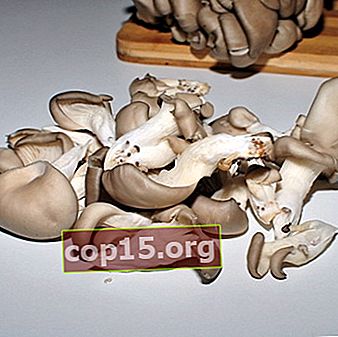 Cum se curăță ciupercile proaspete de stridii