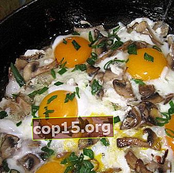Honingzwammen met eieren: recepten voor hartige gerechten