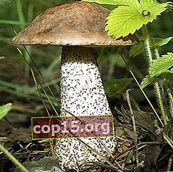 Boletus: fotografie, descrierea ciupercii