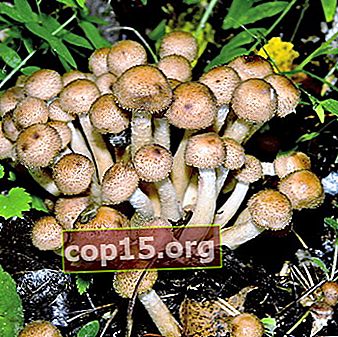 Perché i funghi chiodini sono amari: possibili ragioni