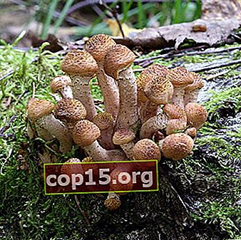 Tipuri de ciuperci comestibile de toamnă și momentul colectării lor