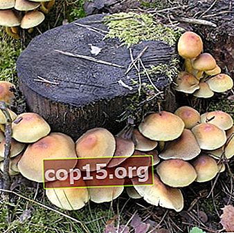Soorten giftige paddenstoelen en hoe ze te onderscheiden van eetbare paddenstoelen