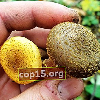 Faux empoisonnement aux champignons: symptômes, traitement et conséquences