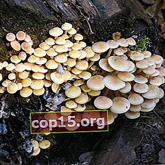 Skillnader mellan falska höstsvampar och ätliga svampar
