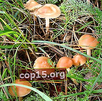 Funghi di prato: foto e descrizione