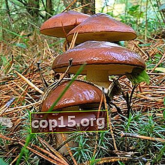 Sezonul de cules de ciuperci în regiunea Moscovei