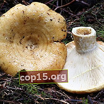 Melkchampignons - eetbare paddenstoelen: foto en beschrijving