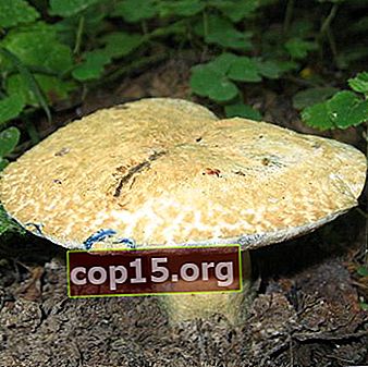 Ecchymose aux champignons