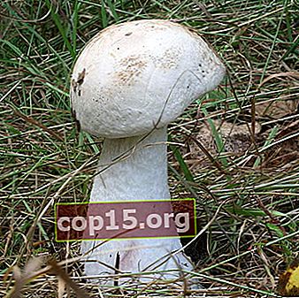 Falsi porcini: foto e descrizione dei funghi