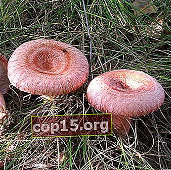 Foto en beschrijving van eetbare paddenstoelen