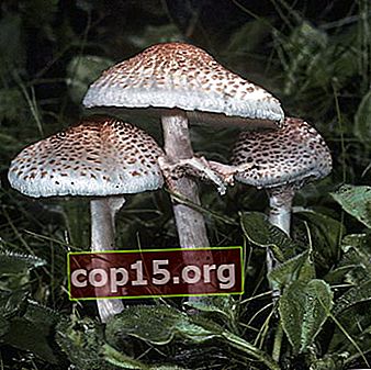 Falskt svampparaply: beskrivning och distribution