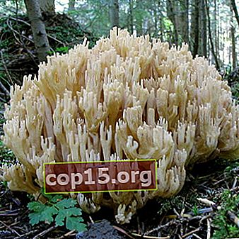 Ciuperci de corali: descrierea speciilor