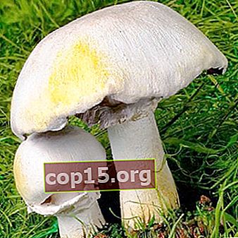 Valse champignon: een beschrijving van de giftige dubbelganger