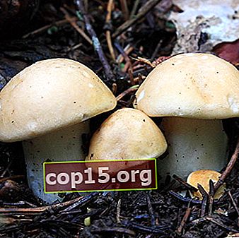 Mei-paddenstoel en een foto van een verschrompelde paddenstoel