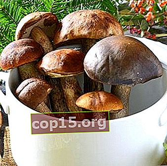 Hoe boletus-paddenstoelen te koken: recepten voor champignongerechten
