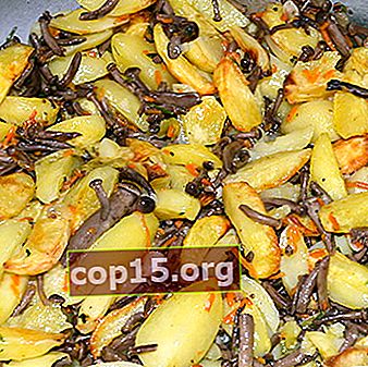 Verse champignons met aardappelen: recepten voor het bakken en stoven van champignons