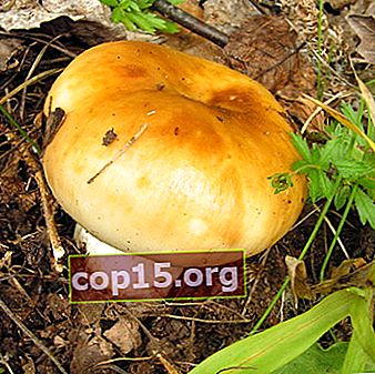 Valui-paddenstoel: foto en beschrijving
