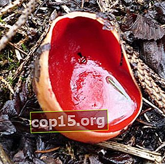 Sarkoscif-paddenstoel: foto en beschrijving