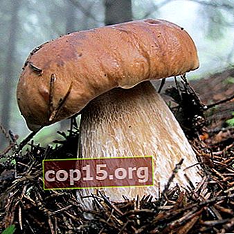 È possibile raccogliere i funghi porcini ad ottobre?
