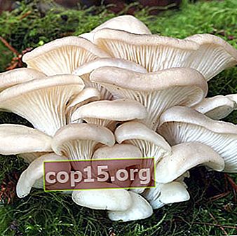 Funghi ostrica di diversi tipi: descrizione e vantaggi
