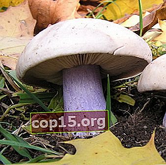Ciupercă ryadovka cu picioare liliac: fotografie și descriere, locuri și sezonul colecției