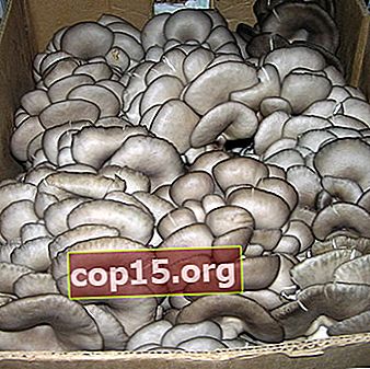 Modi per conservare i funghi ostrica a casa