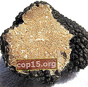 Truffels kweken: de juiste technologie