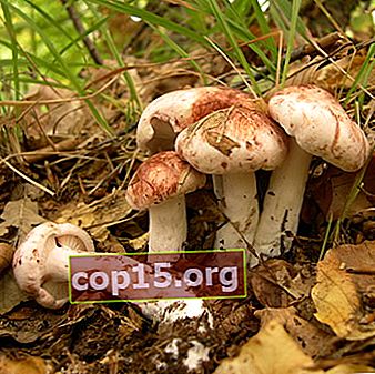 Mushroom hygrophor: foto en beschrijving