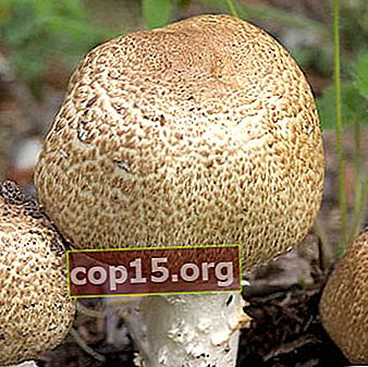 Tipuri de ciuperci de pădure