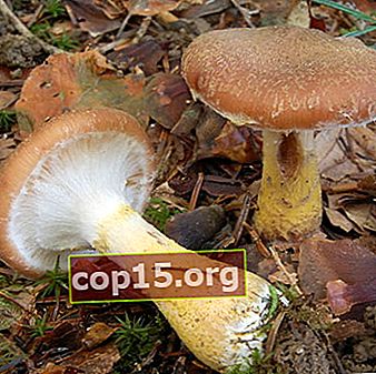 Kenmerken van verschillende soorten lamellaire paddenstoelen