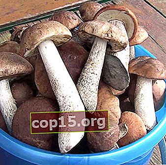 Hoe boletus-paddenstoelen te koken: recepten voor wintervoorbereidingen